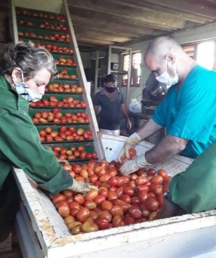 Proyecto CONSAS promueve nuevas variedades de hortalizas