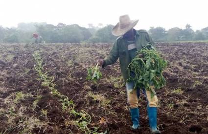 Agricultores santiagueros enfrentan el bloqueo con innovación