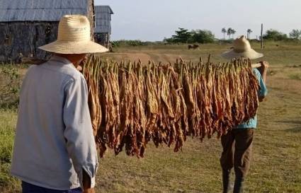 Sancti Spíritus ensarta otra vez la ruta del tabaco