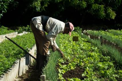 Priorizan cultivos de ciclo corto en el oriente de Cuba