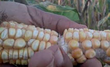 Impulsa Minag maíz y soya para sustituir importaciones