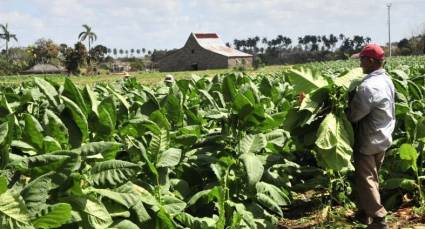 Tabaco con aroma de progreso