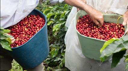 BioCubaCafé,una ruta hacia nuevas oportunidades