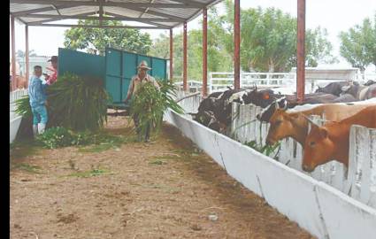 La ganadería no se rinde