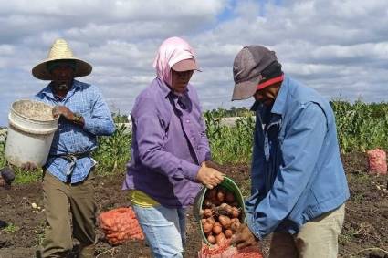 Sí a la papa agroecológica en Cuba