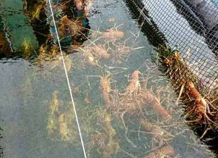 Proyecto vietnamita de cultivo de langosta avanza con éxito en Quemado de Güines