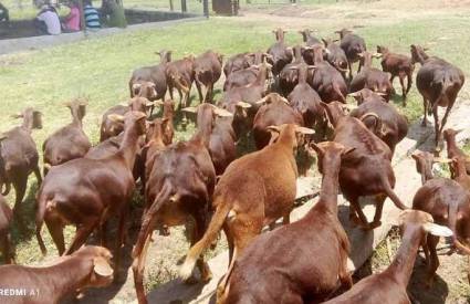Convenio internacional favorece producción de alimentos en San Luis