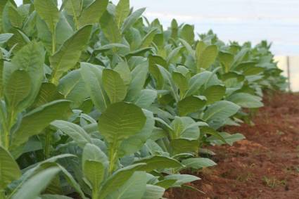 Nuevos túneles protegerán posturas de tabaco en Pinar del Río