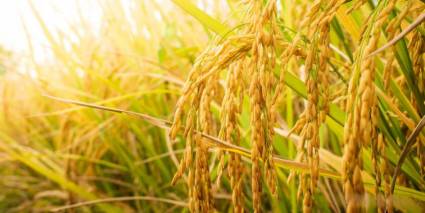 Procesamiento del arroz en Cienfuegos alcanza estabilidad y crecimiento gracias a La Paquita